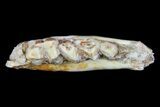 Oligocene Ruminant (Leptomeryx) Jaw Section #70089-2